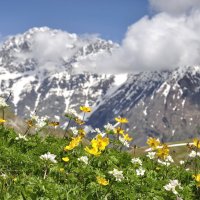 Анемоны в горах :: Марина Виноградова