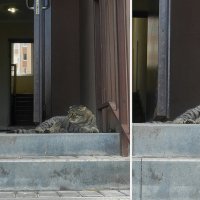 реакция кота на собак которые проходили мимо :: Лера 