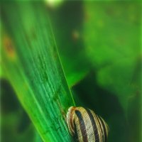 Эскарго..) :: AZ east3