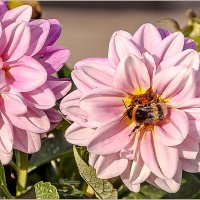 Про август, георгины и шмелей... :: Aquarius - Сергей