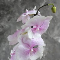 Биг лип :: Irene Irene