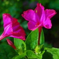 Цветы августа. :: Милешкин Владимир Алексеевич 