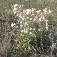 Осень идёт... :: Андрей Хлопонин