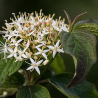 Свида ярко-красная :: Светлана Ищенко