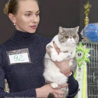 Выставка кошек :: Светлана Ищенко