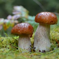 Белый гриб :: Aleksandr P.