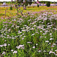 Июль...Полевые цветы в прибрежном парке Нефтеюганска. :: Владимир 
