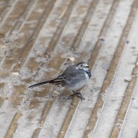 Похолодало :: Валерий Иванович