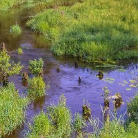 Старые сваи :: Сергей Цветков Старые сваи :: Сергей Цветков