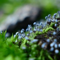 Миксомицеты :: Геннадий Супрун Миксомицеты :: Геннадий Супрун