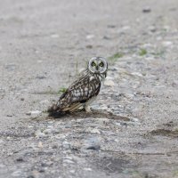 сова болотная-слеток. :: юрий макаров