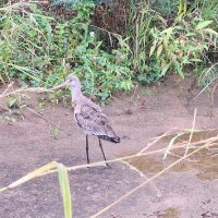 . :: Сергей Асташонок