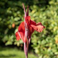 Царь. :: Валерий Пославский