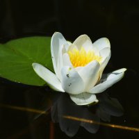 Лето в Ботаническом... Июнь. :: Наташа ***** Лето в Ботаническом... Июнь. :: Наташа *****