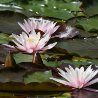 Лето в Ботаническом... Июнь. :: Наташа *****