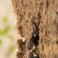 Ласточки :: Игорь Сикорский