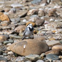 Трясогузка :: Игорь Сикорский