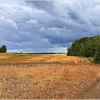 Пшеничное поле. :: Валерия Комова