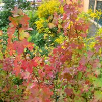 Скоро осень... :: Елена Семигина