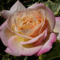 Август...Розы... :: Галина 