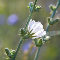 Белый цикорий :: Надежда Куркина 