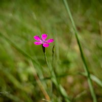 Гвоздика травянка :: Александр Синдерёв