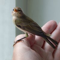 С добрым утром ! :: Александр Ковальчук