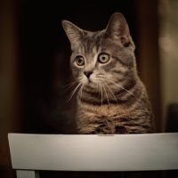 Томас :: Елена 