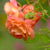 краски лета... :: Andrey Bragin краски лета... :: Andrey Bragin