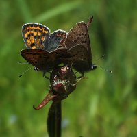 ** :: Зоя Мишина