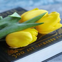 Желтые тюльпаны :: Irene Irene Желтые тюльпаны :: Irene Irene