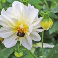 Вкусный георгинчик? :: Светлана Вкусный георгинчик? :: Светлана