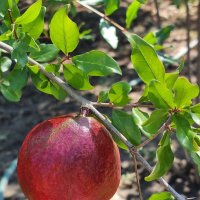 Уже большой... :: Наталья 