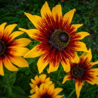 Рудбекия волосистая. :: Борис Калитенко