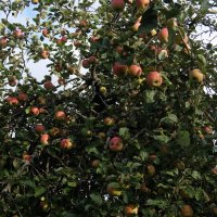 Яблоки августа. :: Люба 