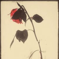 Эстетика увядания... :: Руслан 