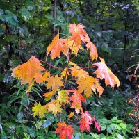 Первые звоночки осени :: Наталья 