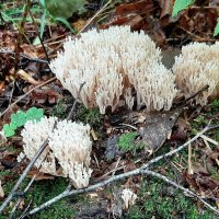 Про грибы :: Наталья Герасимова Про грибы :: Наталья Герасимова