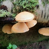 Про грибы :: Наталья Герасимова Про грибы :: Наталья Герасимова