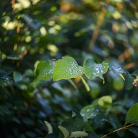 * :: Осень * :: Осень