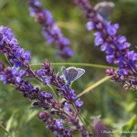 Летняя красота :: Светлана Ищенко