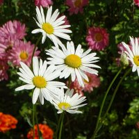 Ромашки в конце лета. :: Милешкин Владимир Алексеевич 