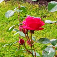 Алая роза в Парке 300- летия Санкт-Петербурга! :: Светлана Калмыкова Калмыкова Алая роза в Парке 300- летия Санкт-Петербурга! :: Светлана Калмыкова Калмыкова