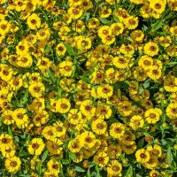 Гелениум :: Валерий Иванович