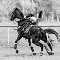 Конкур :: SanSan 