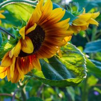 Лето :: Петр 