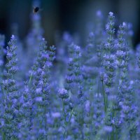 Цветочное :: Олег Денисов Цветочное :: Олег Денисов