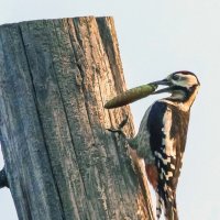 Кузнец :: Михаил Белоусов