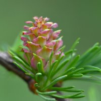 Цветение лиственницы :: Константин Анисимов