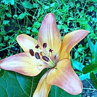 Цветы. :: Владимир Драгунский